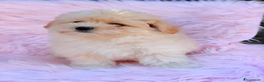 Maltipoo Cachorro 1