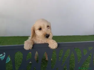 Teckel perros Teckel de pelo - Anuncio 23