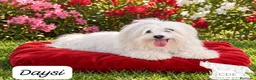 Bichón Maltés perros en venta: Machitos de Bichón Maltés  - Anuncio 1
