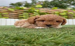 Caniche Toy perros en venta: CANICHE TOY MACHO - Imagen 6