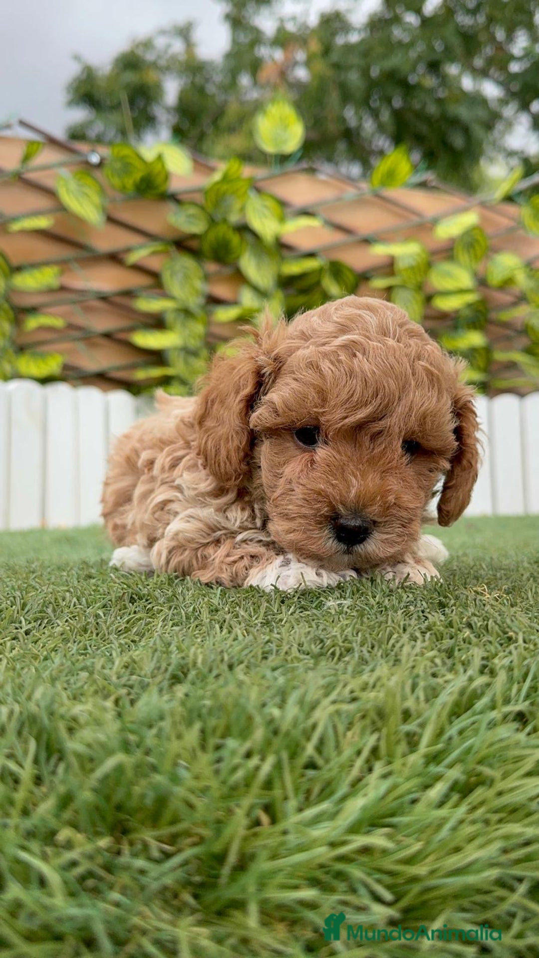 Caniche Toy perros en venta: CANICHE TOY MACHO - Imagen 6
