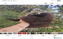 Pomerania perros en venta: Cachorritos exoticos  - Imagen 7