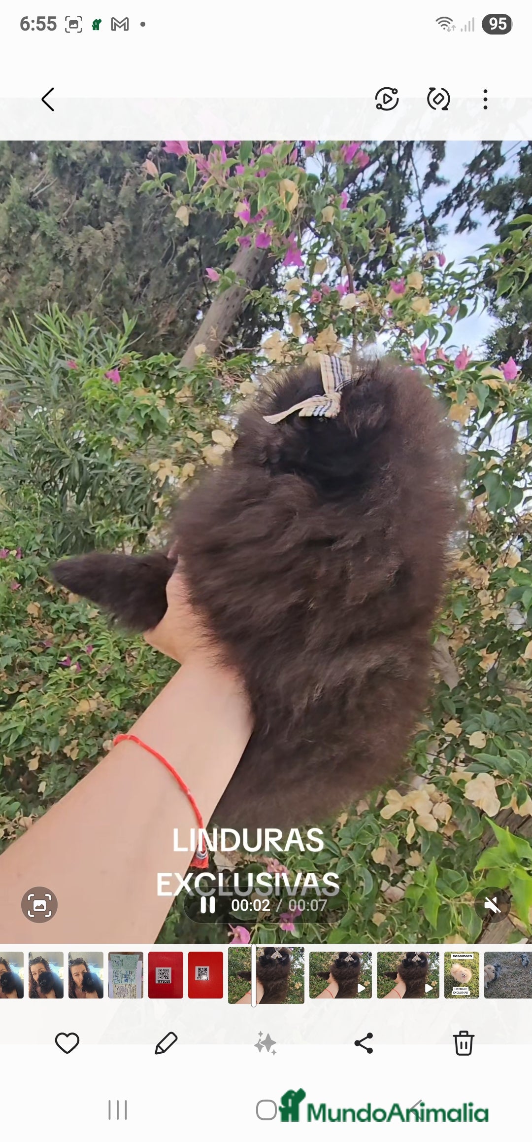 Pomerania perros en venta: Cachorritos exoticos  - Imagen 7