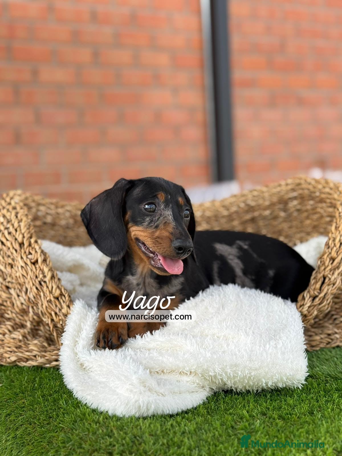 Teckel Miniatura perros en venta: TECKEL ARLEQUIN - Anuncio 3