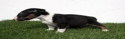 Bull Terrier perros en venta: Bull Terrier  - Anuncio 13