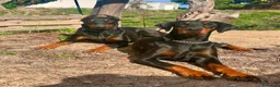 Dobermann perros en venta: Doberman europeo  - Anuncio 2