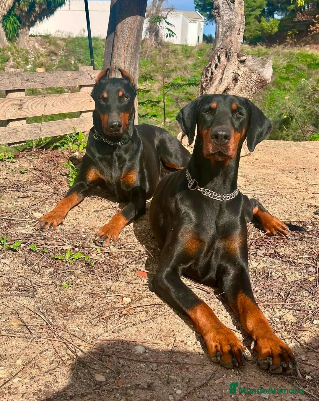 Dobermann perros en venta: Doberman europeo  - Anuncio 2