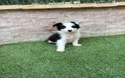 Border Collie perros en venta: Disponible macho Border collie - Imagen 5