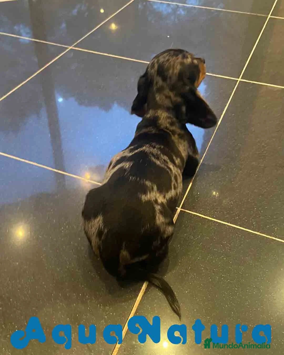 Teckel Miniatura perros en venta: Teckel Macho de Tria y Luisiño 2022 AQUANATURA - Anuncio 7