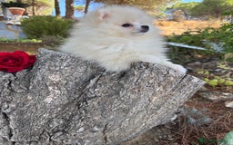 Pomerania perros en venta: Pomerania Hembra fotos actuales  - Imagen 7