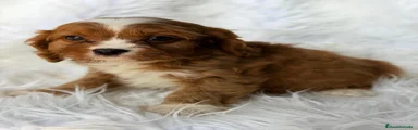 Cavapoo 2