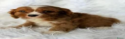 Cavapoo perros en venta: CAVAPOO ROJO  - Anuncio 2