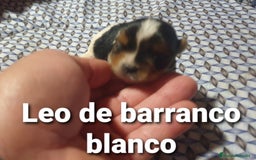 Biewer Yorkshire Terrier a la Pom Pon perros en venta: Biewer con pedigree - Imagen 3