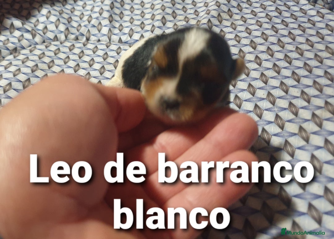 Biewer Yorkshire Terrier a la Pom Pon perros en venta: Biewer con pedigree - Imagen 3