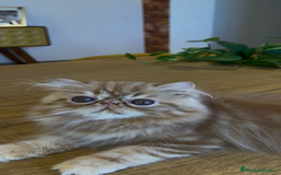 Persa gatos en venta: Macho Persa Rojo Tabby - Imagen 5