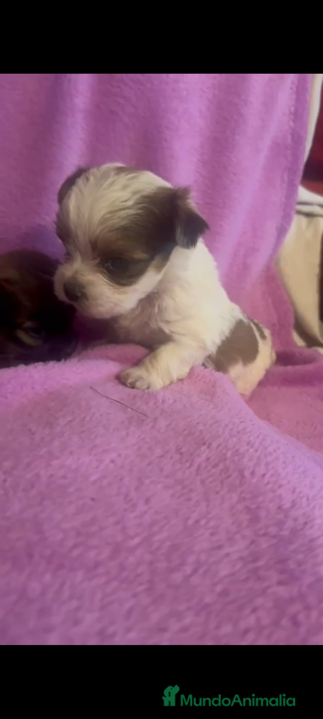 Morkie perros en venta: Morkies toys - Anuncio 1