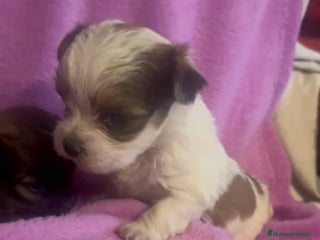 Morkie perros Morkies toys - Anuncio 1