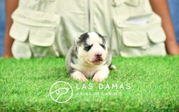 Husky Siberiano perros en venta: Husky siberiano disponibles - Imagen 6