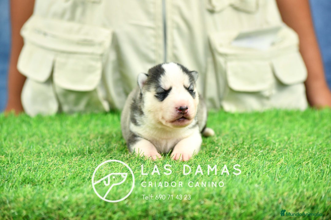 Husky Siberiano perros en venta: Husky siberiano disponibles - Imagen 6