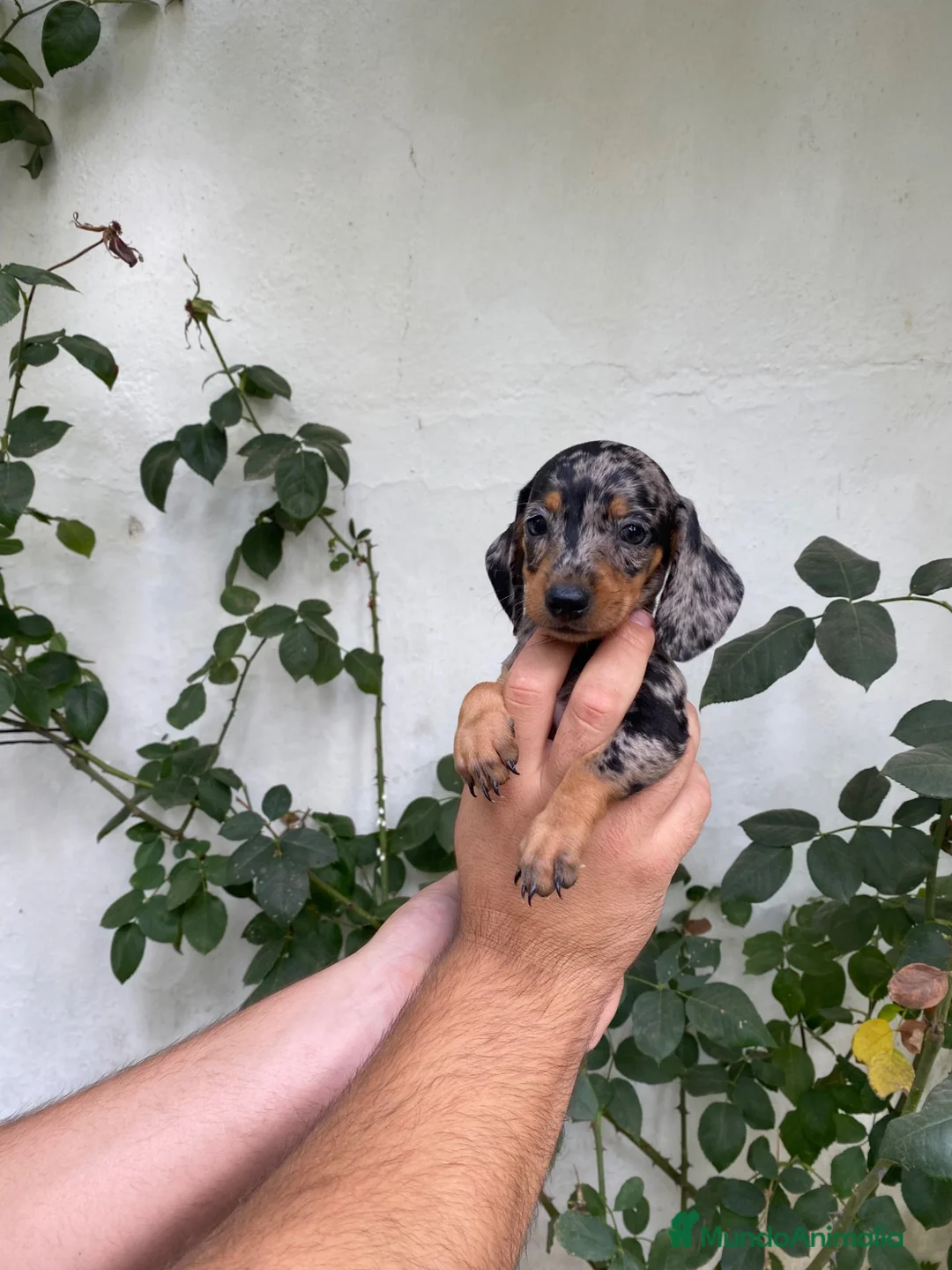 Teckel Miniatura perros en venta: Cachorros de Teckel Miniatura  - Anuncio 2