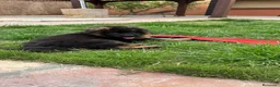 Pastor Alemán perros en venta: CACHORROS DE PASTOR ALEMAN - Anuncio 2