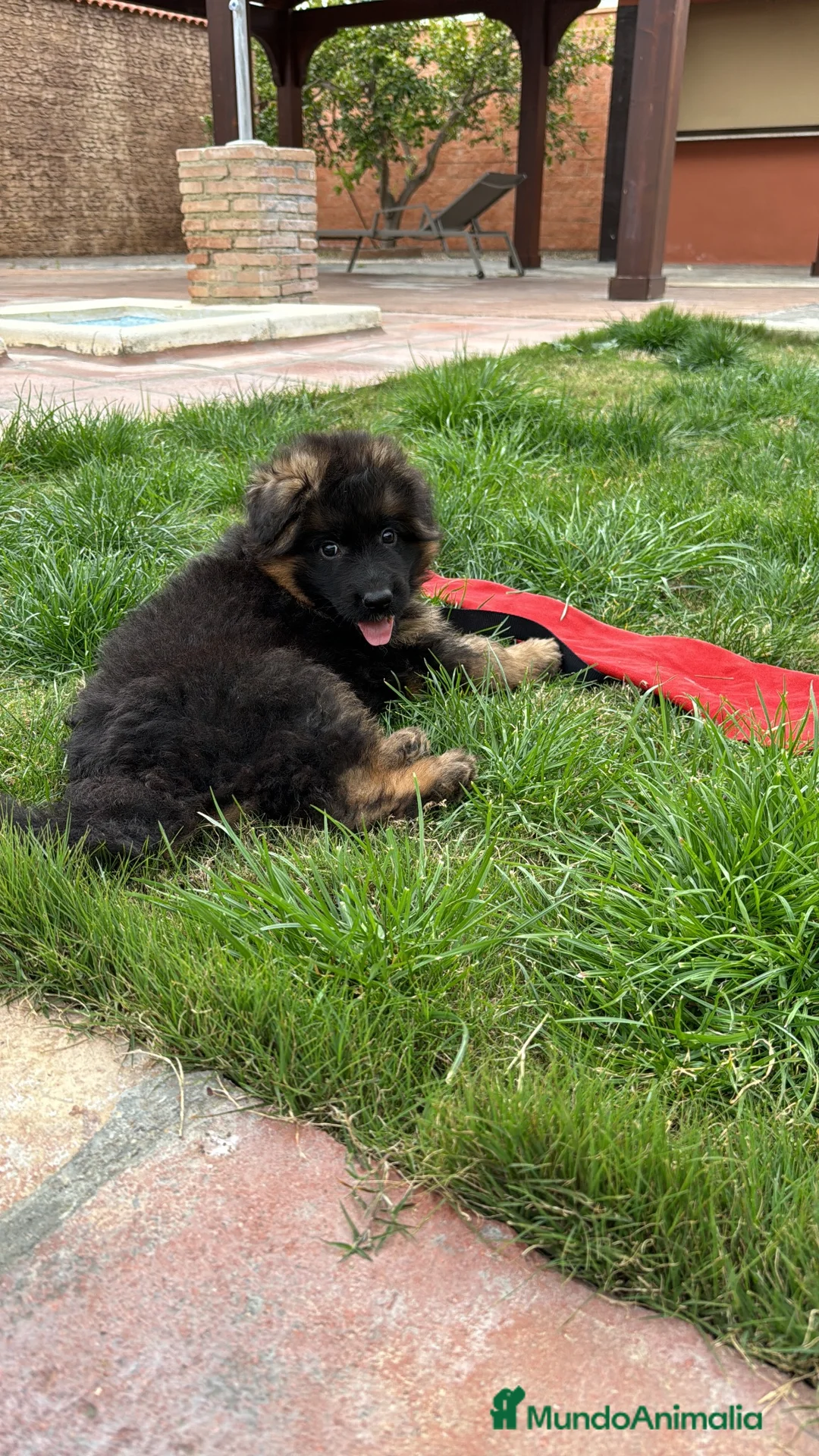 Pastor Alemán perros en venta: CACHORROS DE PASTOR ALEMAN - Anuncio 2