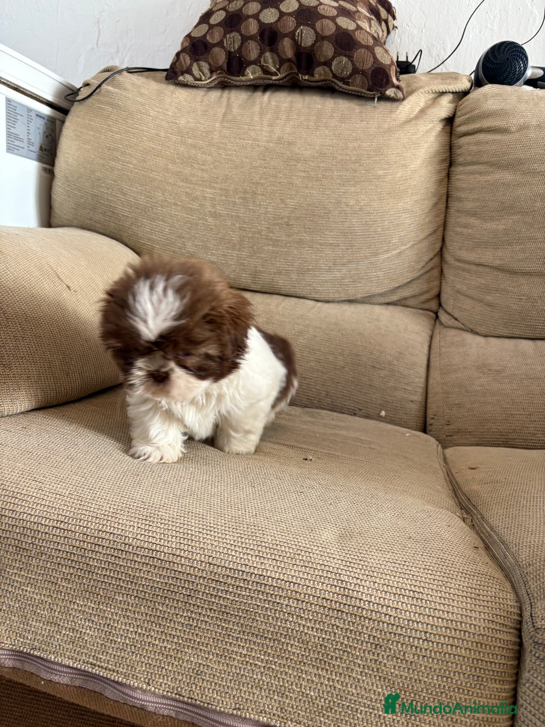 Shih Tzu perros en venta: Cachorritos shih-ztu  - Anuncio 2