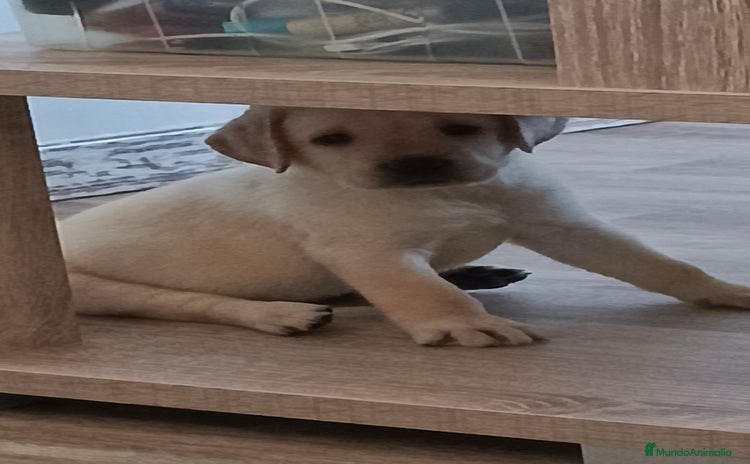 Labrador Retriever perros - Anuncio 2
