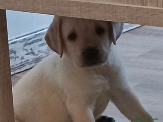 Labrador Retriever perros - Anuncio 15