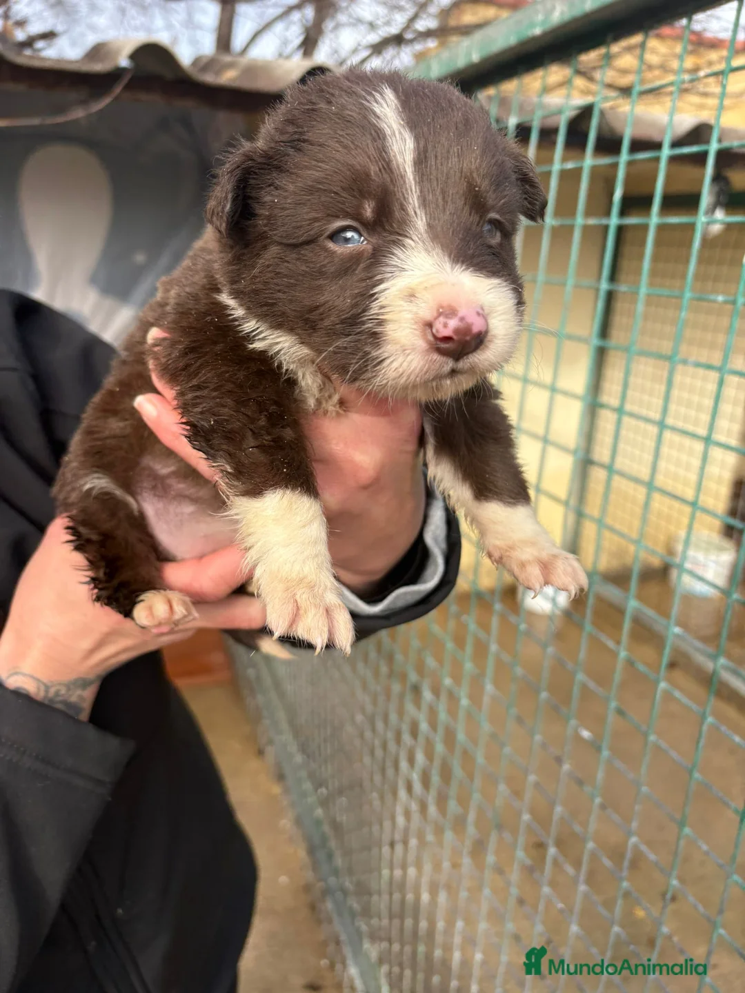 Border Collie perros en venta: Cachorro hembra Border Collie Chocolate  - Anuncio 6