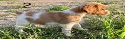 Épagneul Breton perros en venta: Cachorritos Épagneul Breton - Anuncio 9