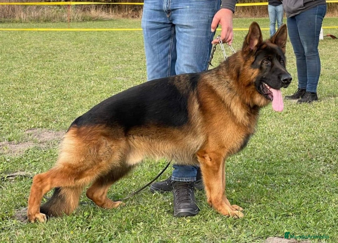 Pastor Alemán perros en venta: Cachorros de pastor alemán  en Salamanca - Imagen 3