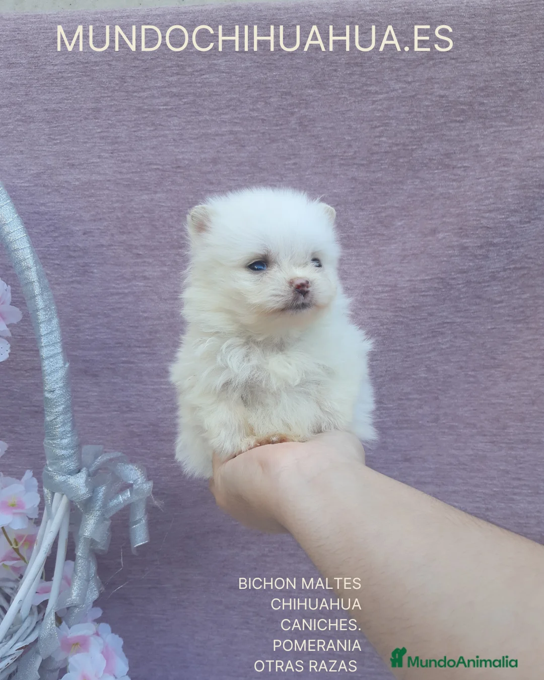 Pomerania perros en venta: POMERANIA  LINEA TOY   MUY CHATO - Anuncio 2