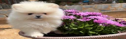 Pomerania perros en venta: Pomerania toy excelentes lineas !!! - Anuncio 8