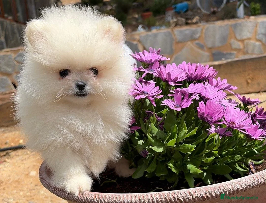 Pomerania perros en venta: Pomerania toy excelentes lineas !!! - Anuncio 8