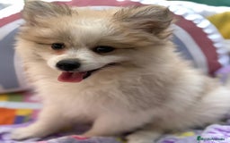 Pomerania perros en venta: Preciosa pomerania hembra - Imagen 11