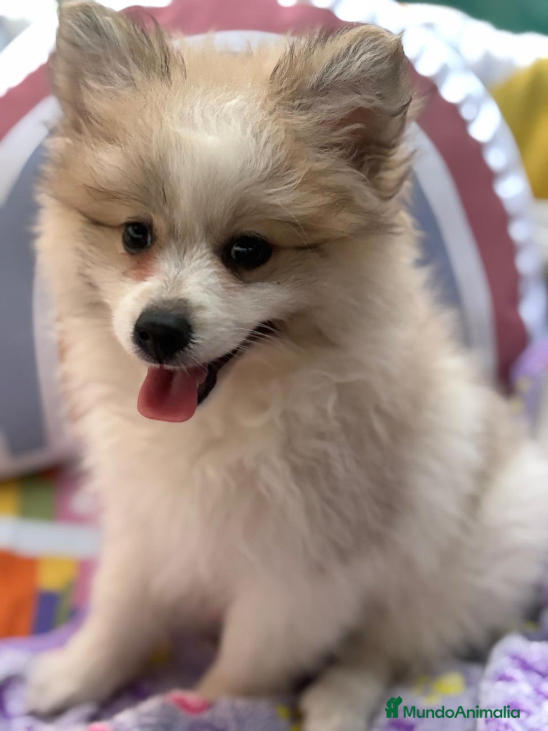 Pomerania perros en venta: Preciosa pomerania hembra - Imagen 11