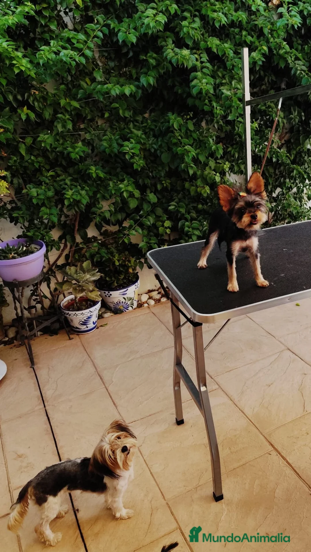 Yorkshire Terrier perros en venta: Yorkshire toy - Anuncio 3