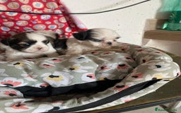 Shih Tzu perros en venta: CACHORRITOS DE SHIH TZU - Imagen 7