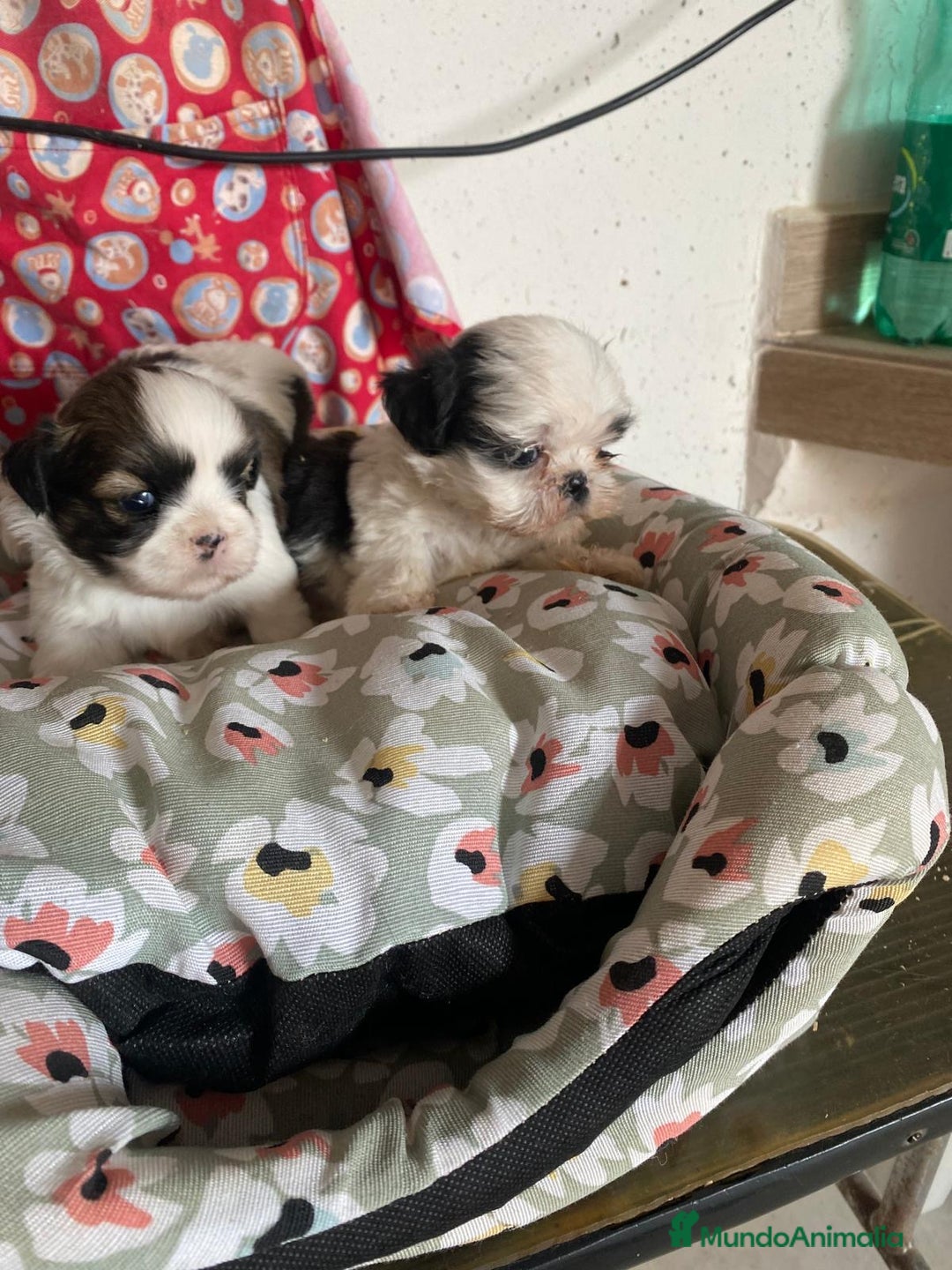 Shih Tzu perros en venta: CACHORRITOS DE SHIH TZU - Imagen 7