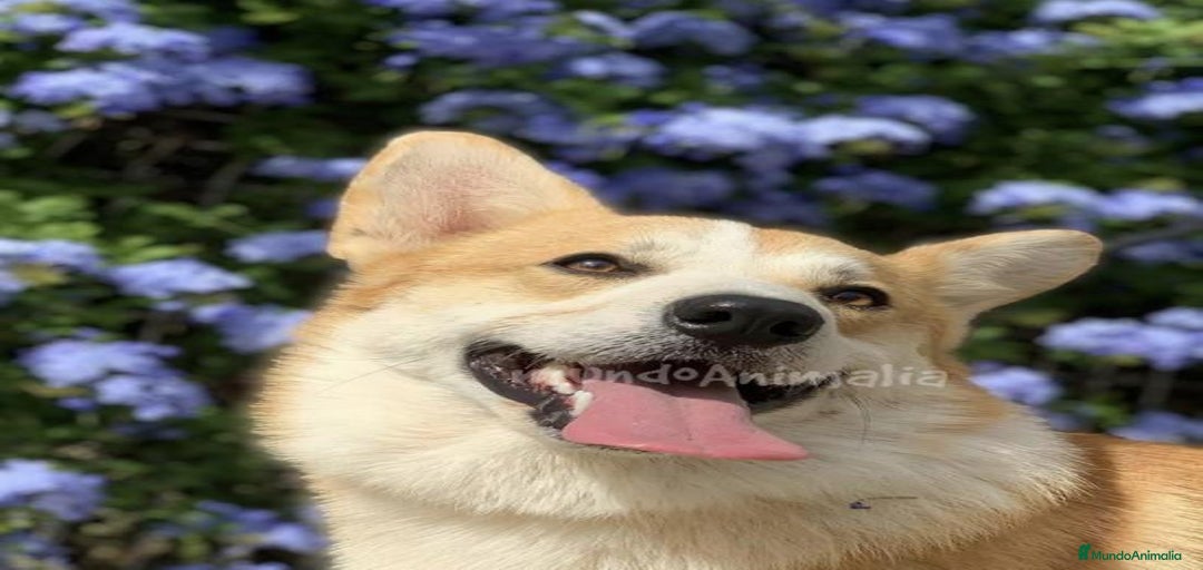 Imagen de galería {{count}}