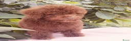 Perro de Agua Español perros en venta: Excelente camada de perro de aguas - Anuncio 1