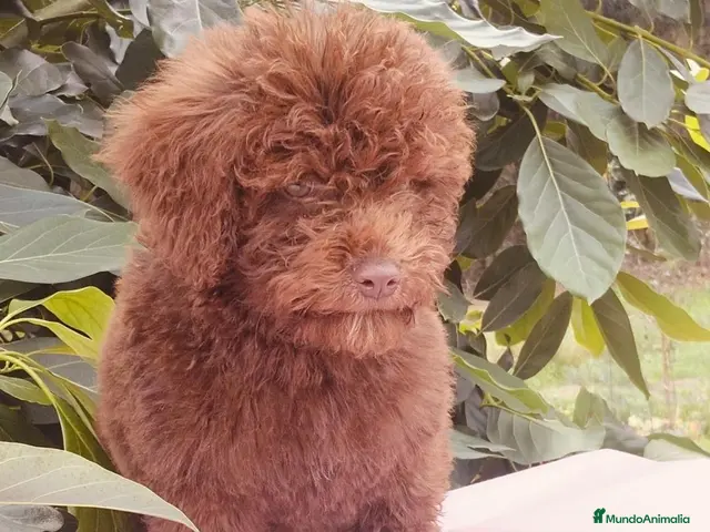 Perro de Agua Español perros en venta: Excelente camada de perro de aguas - Anuncio 2