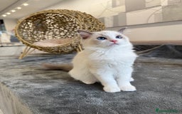 Ragdoll gatos en venta: Gatitos Ragdoll 19-05 - Imagen 4