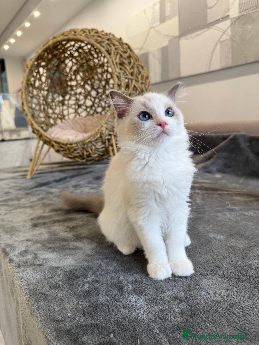 Ragdoll gatos en venta: Gatitos Ragdoll 19-05 - Imagen 4