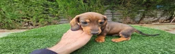 Teckel perros en venta: Teckel  kanichem...OFERTA  - Anuncio 5