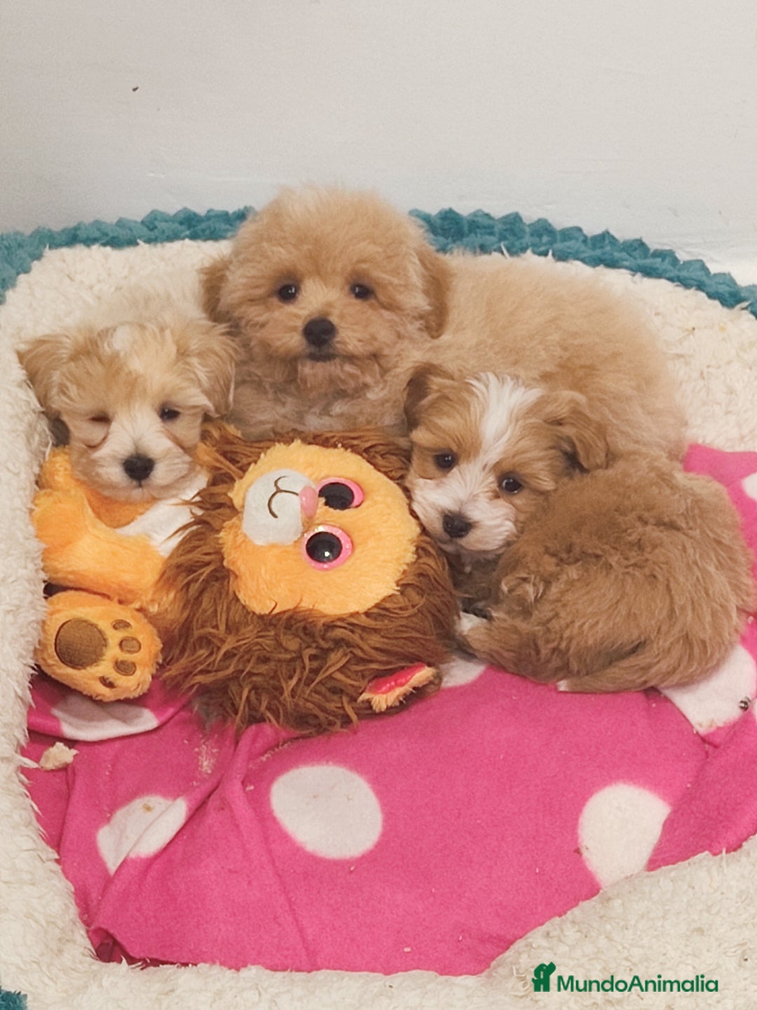 Maltipoo perros en venta: Maltipoo mini  - Anuncio 1