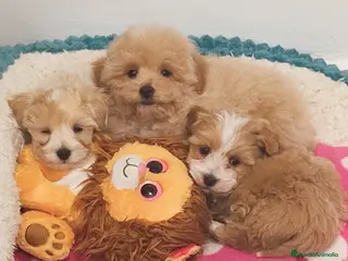 Maltipoo perros Maltipoo mini - Anuncio 6