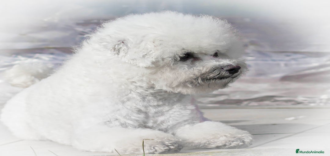 Imagen de galería {{count}}