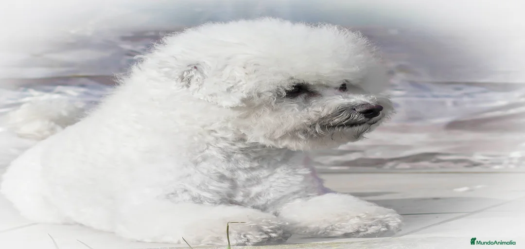 Imagen de galería {{count}}